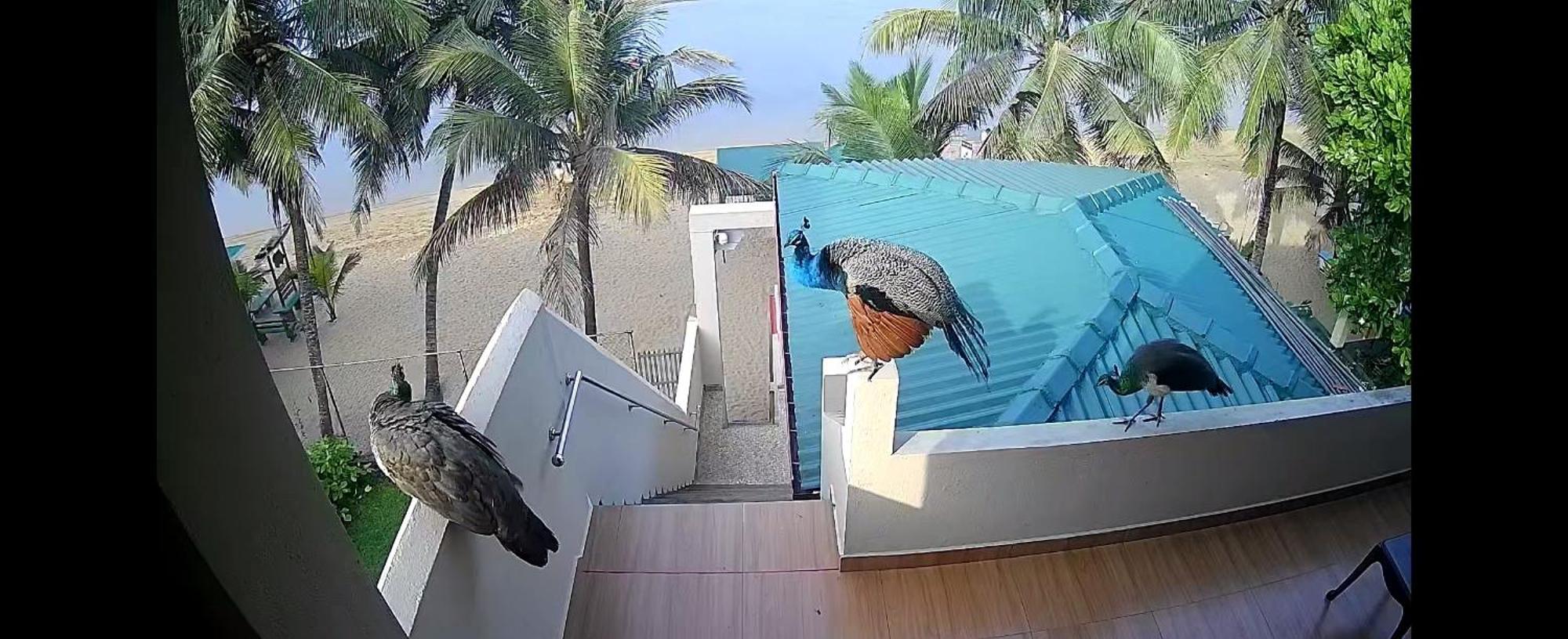 Coral Reef Guest Hotel Beruwala Exterior photo